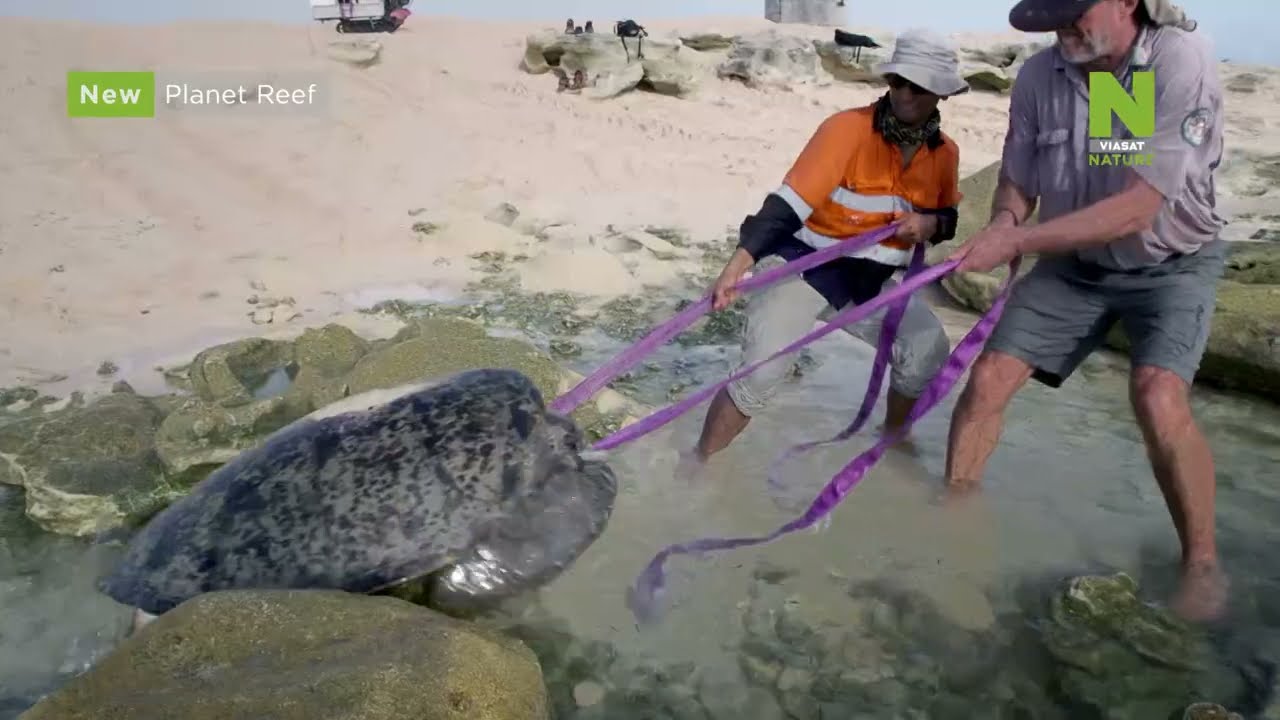 Video preview: Korálová planeta na Viasat Nature
