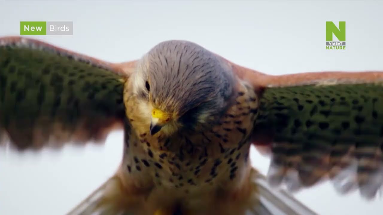 Video preview: Ptáci na Viasat Nature