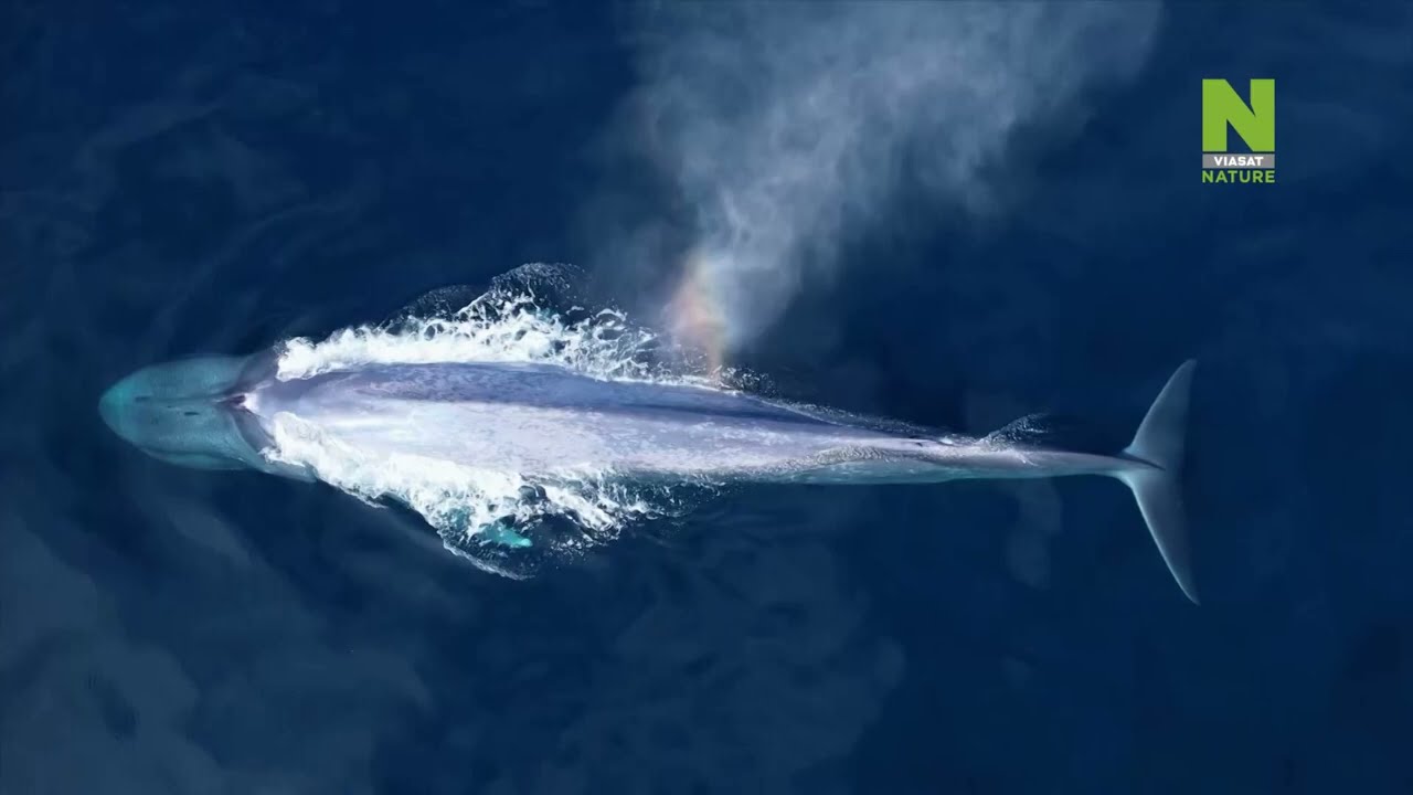 Video preview: Tajemné údolí velryb v Egyptě na Viasat Nature